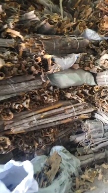 亳州黄柏