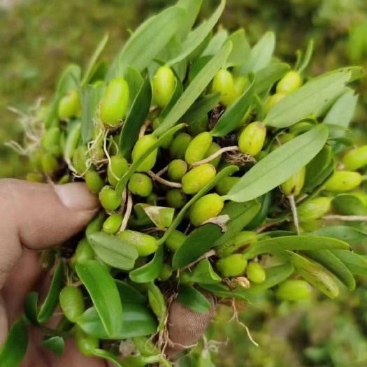 砚山县单叶石橄榄   量大价优
