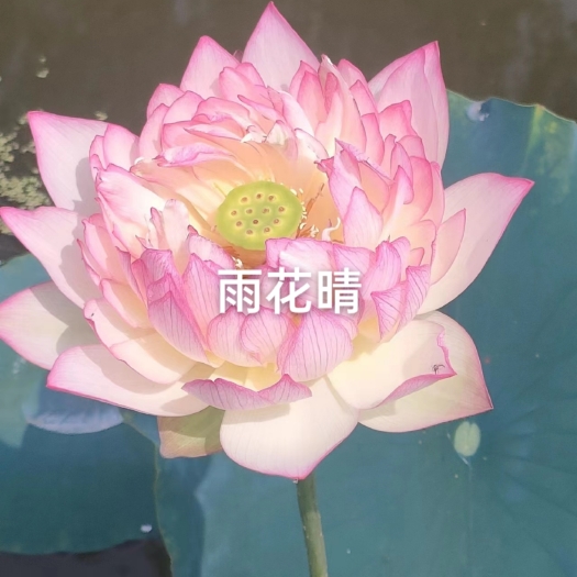 精品荷花