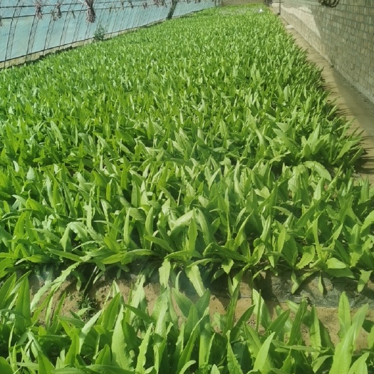 银川油麦菜，大棚