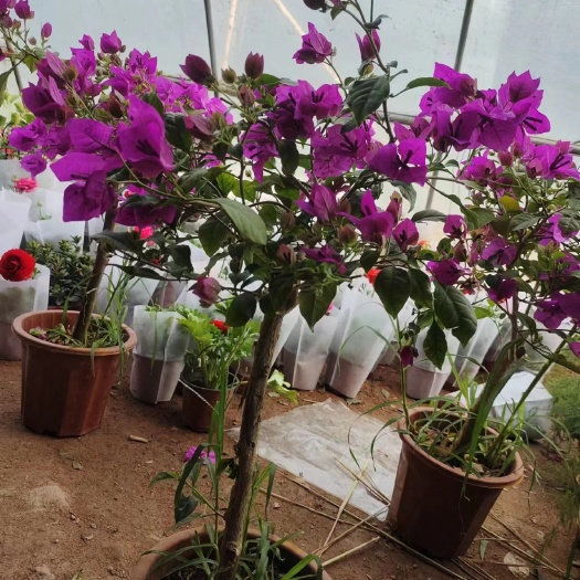 平邑县高三角梅盆栽带原盆土 四季开花植物易活攀爬树苗老桩苗阳台庭院