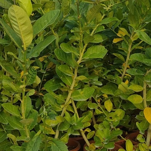 阳山县广东无籽香水柠檬2年苗