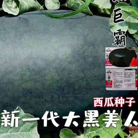 长沙早熟超甜黑美人无籽西瓜播种种子西瓜种子巨型西瓜 懒汉西瓜种子