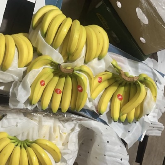 邯郸香蕉 云南蕉 三把蕉低温蕉不受寒 可全国发货 供应电商