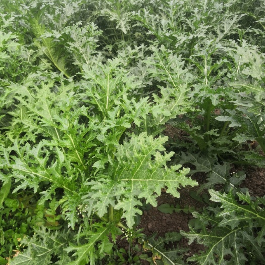 六盘水雪里红有20吨左右
