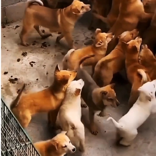 梁山县大型土狗幼犬活体养殖家养土狗