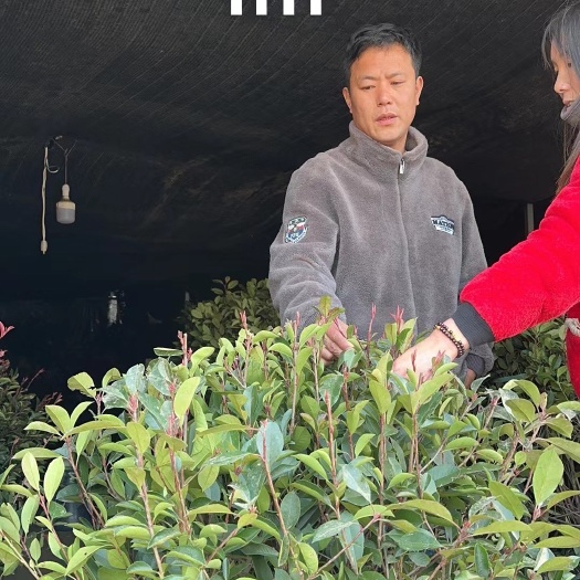 沭阳县红叶石楠球、基地自产自销