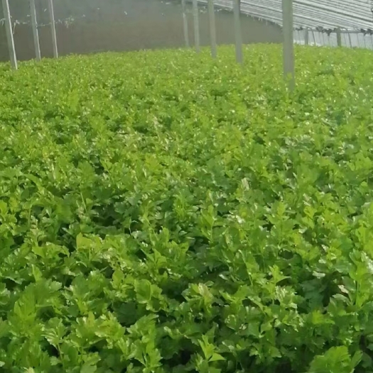 平度市平度正宗马家沟芹菜