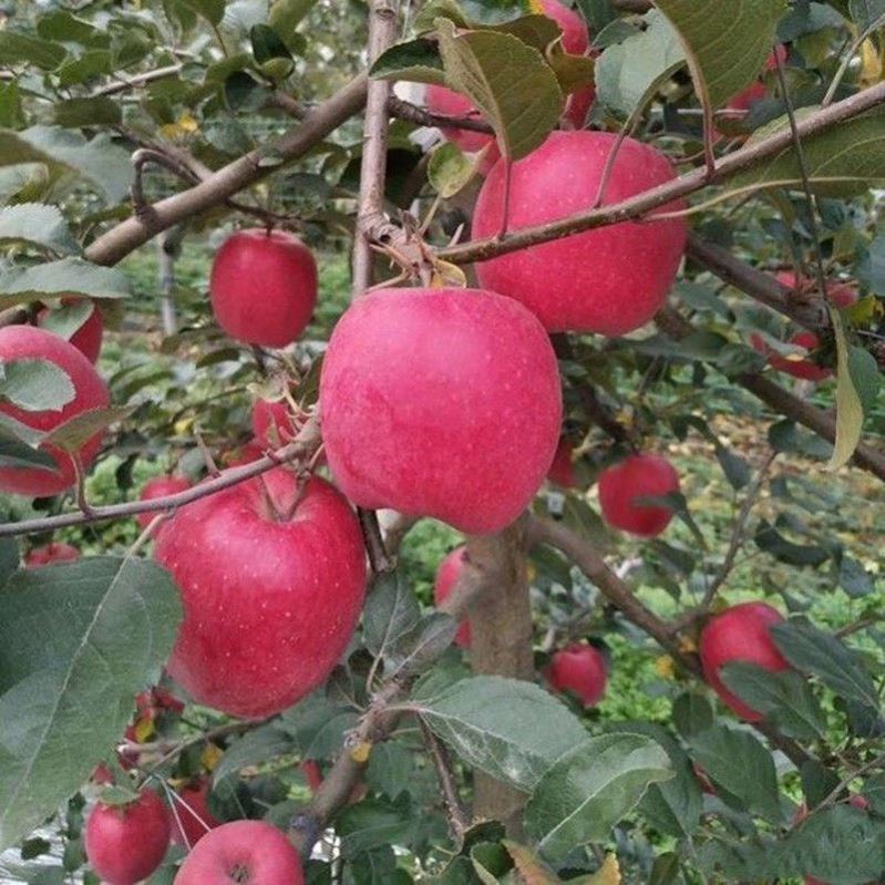 瑞香红苹果苗，爱妃苹果苗，嫁接苗，南北方种植