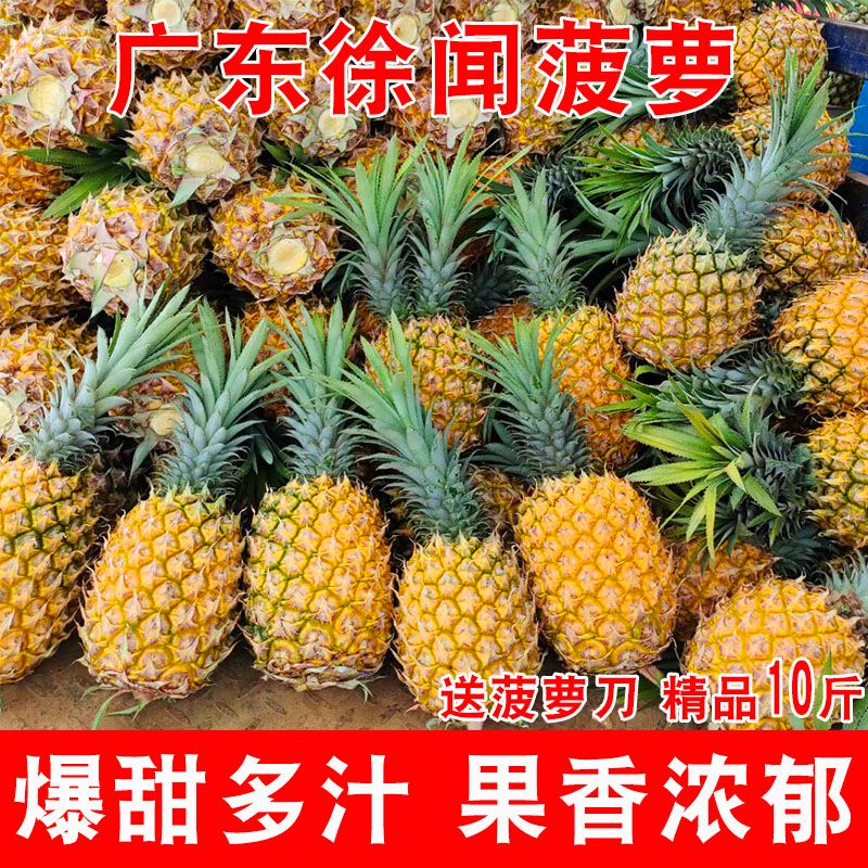 广东徐闻香水菠萝 树上熟 自家果园新鲜现摘  批发包邮