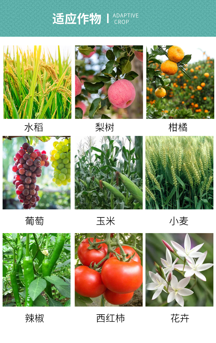 1.8%復(fù)硝酚鈉果樹花卉蔬菜促生根壯苗花芽分化花芽分化解藥害