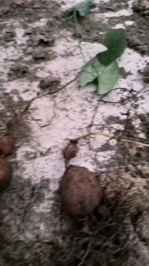 金果榄（母本株）