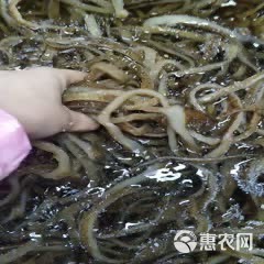 毛肚茶色地板丝 牛毛肚丝 干净无油 火锅冒菜食材 厂家直销