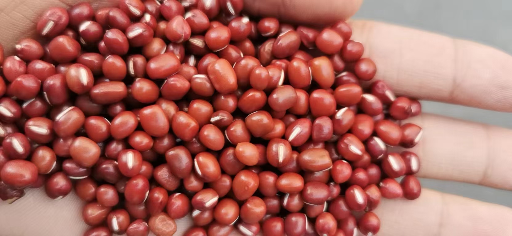 广州红豆，珍珠红，产地直销