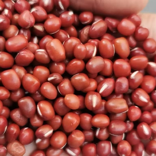广州红豆，珍珠红，产地直销