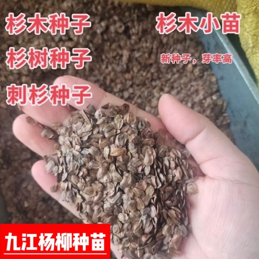 九江今年新采杉木种子 刺杉种子 杉树种子价格 产地批发量大优惠