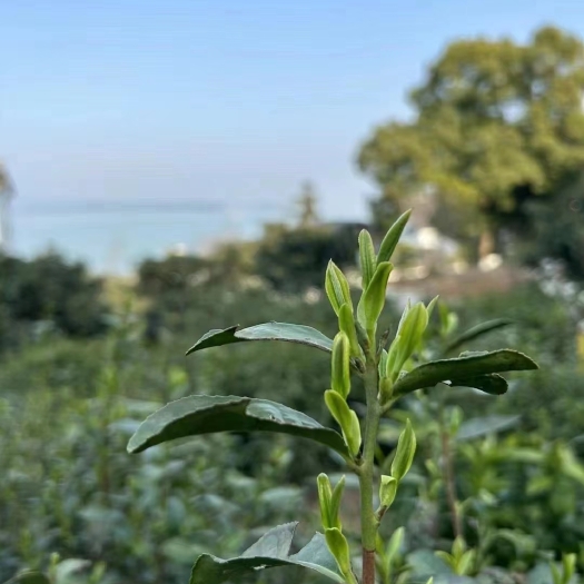 苏州一口青茶在于生活