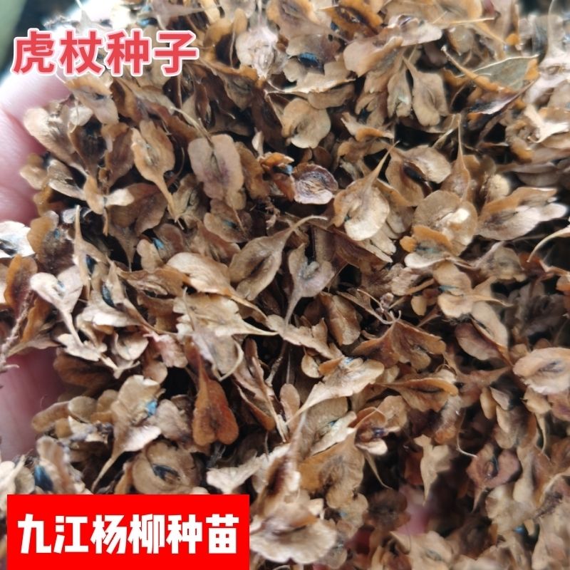九江今年新上市的虎杖种子 虎杖种子行情价格 产地批发 虎杖籽图片
