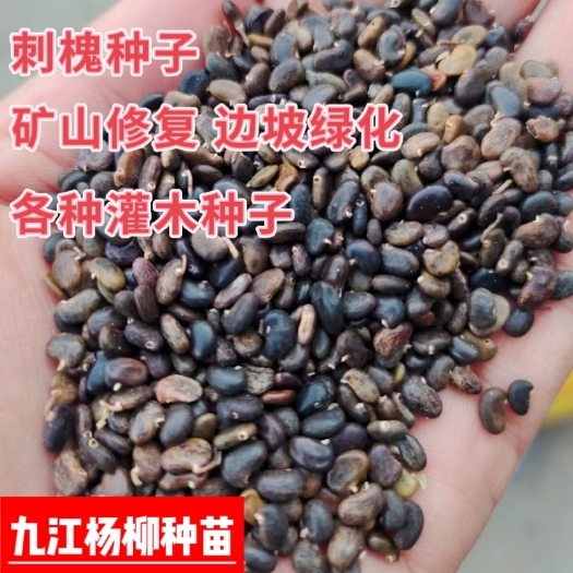 九江新采刺槐种子 刺槐种子产地价格 刺槐种子批发 量大优惠