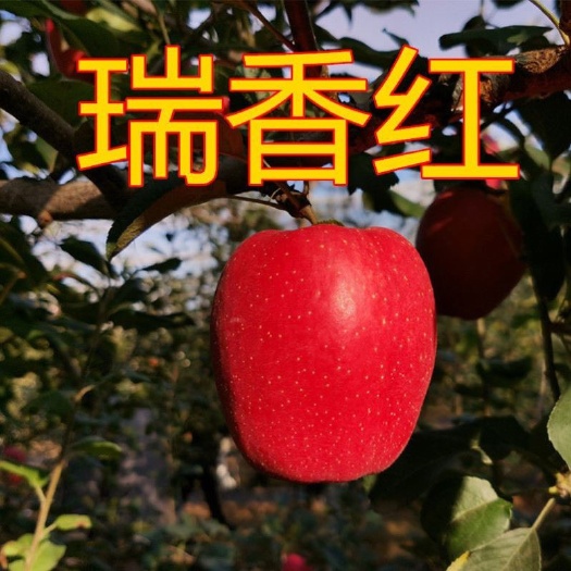 临沂瑞香红苹果苗，爱妃苹果苗，嫁接苗，南北方种植