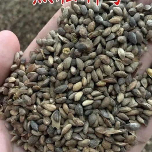油松种子