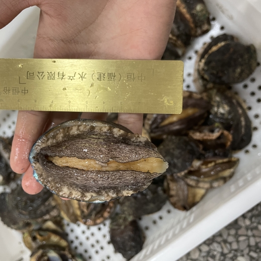 东山县九孔鲍鱼新鲜鲍鱼活冻鲍鱼东山鲍鱼海鲜产品