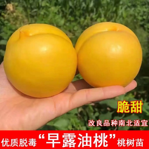 平邑县嫁接早露油桃苗，中油27，中油18，中油21南北方种植