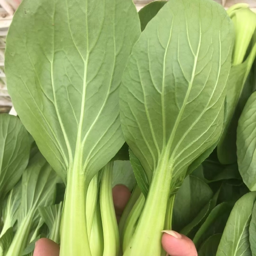 曹县上海青油菜，质量优等，量大价优