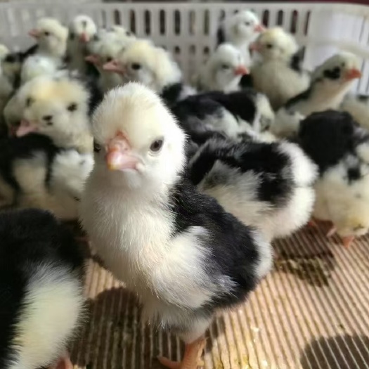衡阳贵妃出壳苗