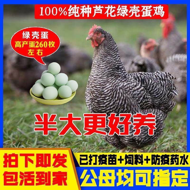 南宁纯种半大黑芦花鸡年产绿壳蛋220枚
