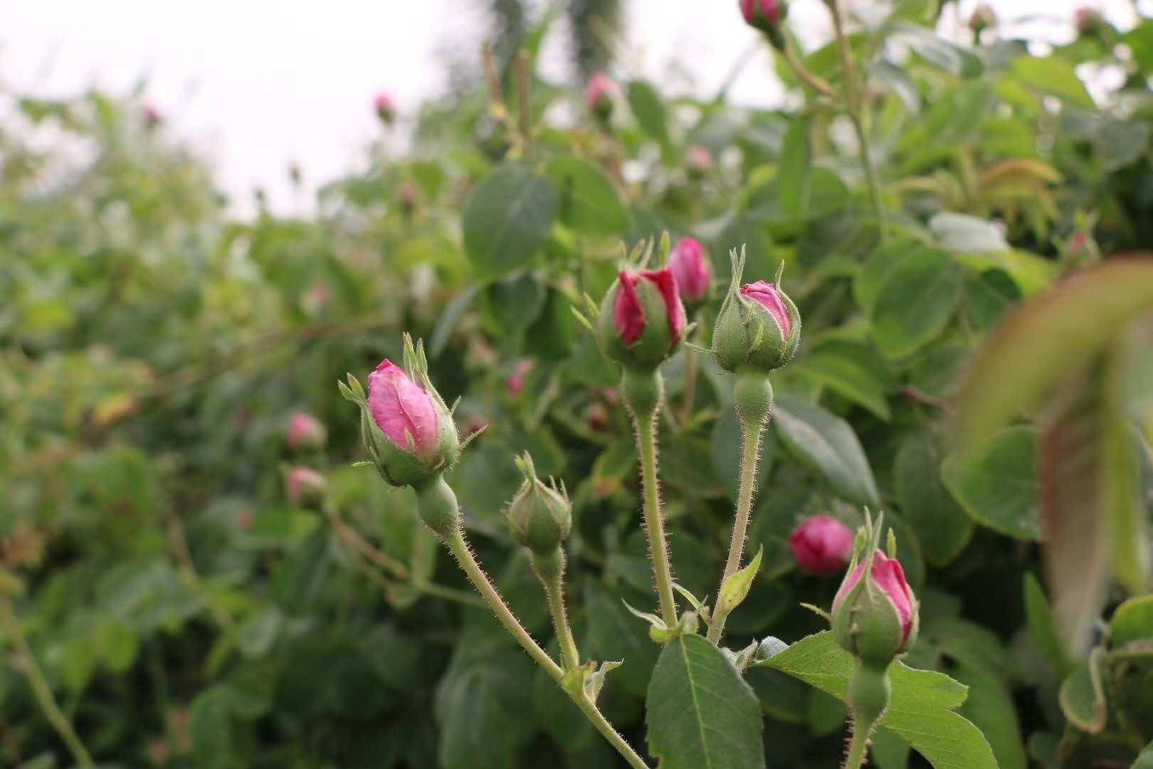 新疆和田大马士革玫瑰花茶  适用于泡茶做甜品 新疆直发 包邮