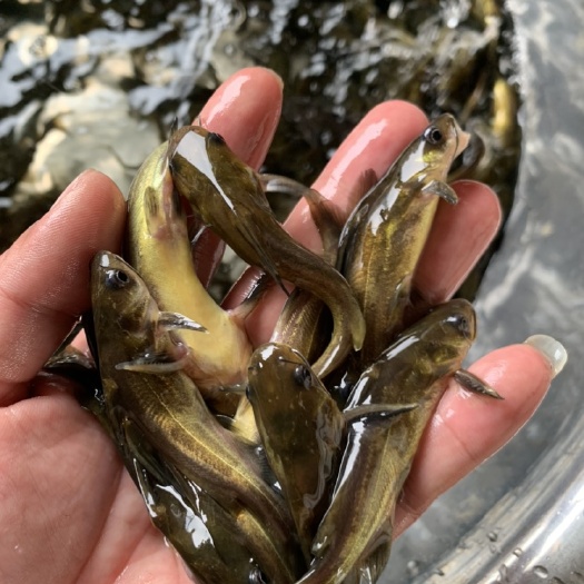 南宁黄骨鱼苗，品种齐全，生长速度快，