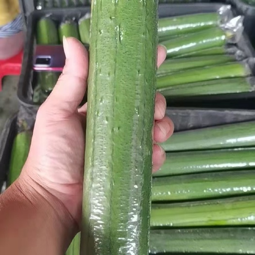 横州市水瓜，无棱丝瓜，香丝花