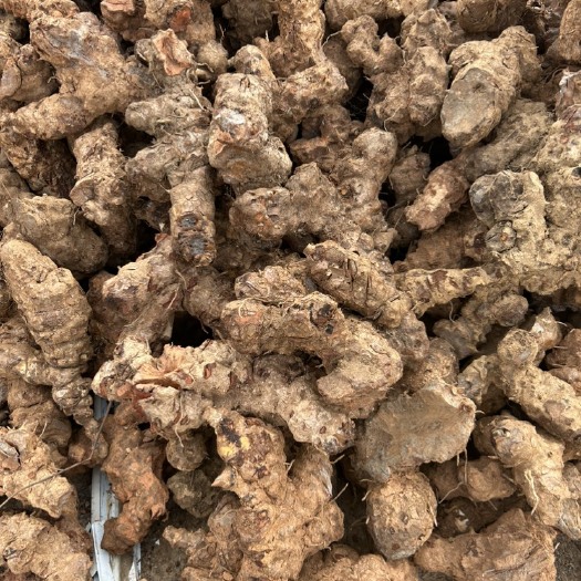 新平县云南红肉土茯苓大货一年上千吨现货