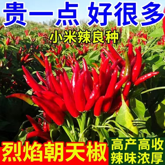长沙朝天椒种子小米椒早熟辣椒种子超辣阳台盆栽四季播种蔬菜种子