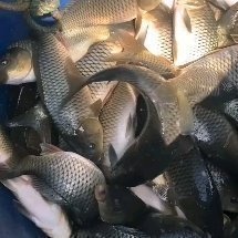 昆明宜良养鱼合作社！常年供应各种淡水鱼，大小规格齐全欢迎光临