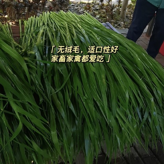 精选红象草种节，一根两牙，一百牙起卖，0.11一牙，包邮包售