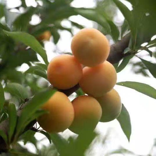 鄱阳县蜂糖李苗 蜂糖李苗批发