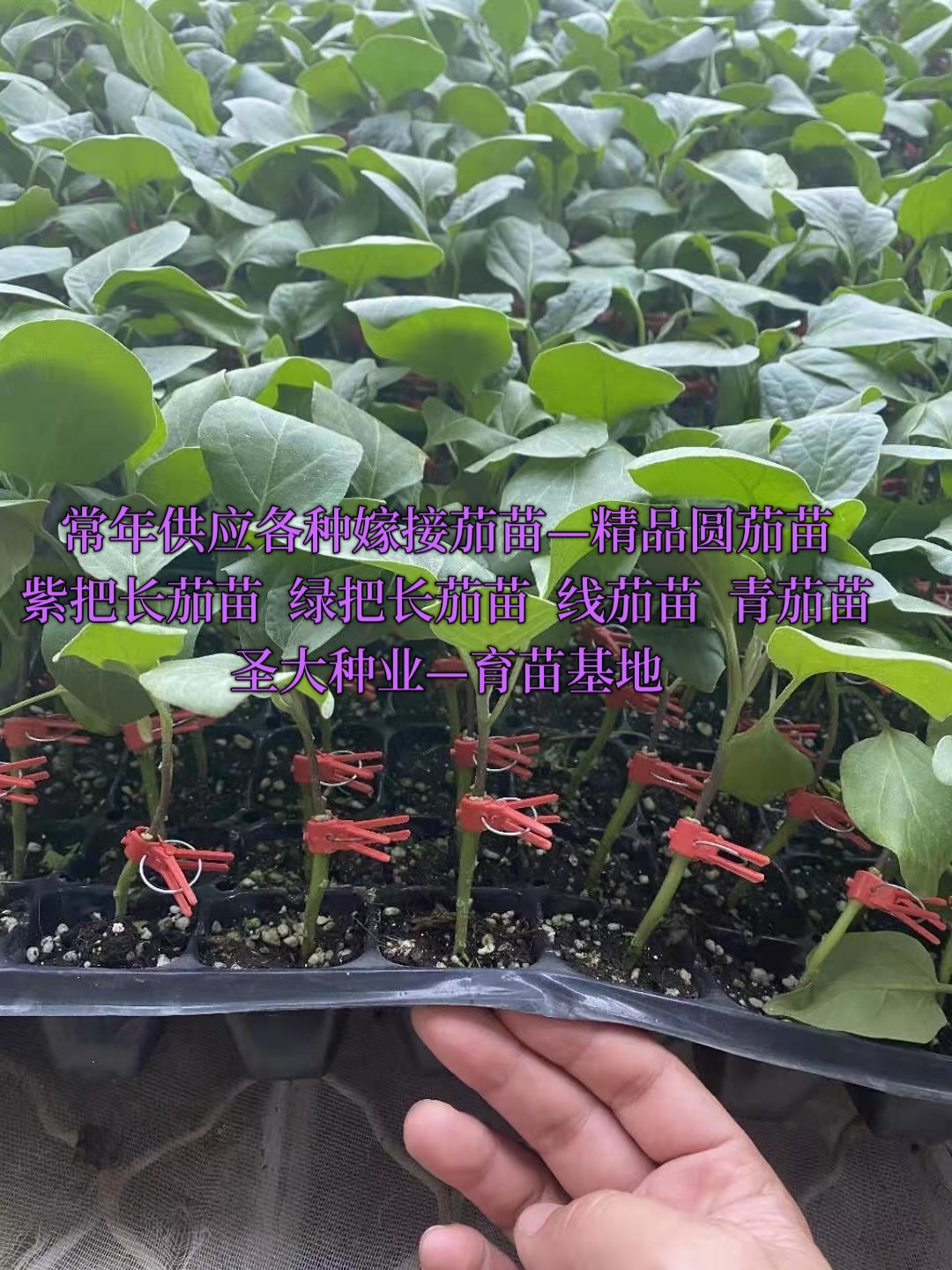 寿光市优质嫁接茄子苗，嫁接紫把长茄苗，绿把长茄苗！圆茄苗！线茄苗！