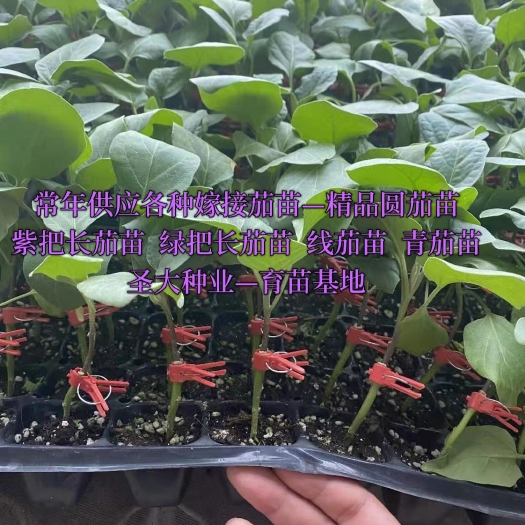 优质嫁接茄子苗，嫁接紫把长茄苗，绿把长茄苗！圆茄苗！线茄苗！