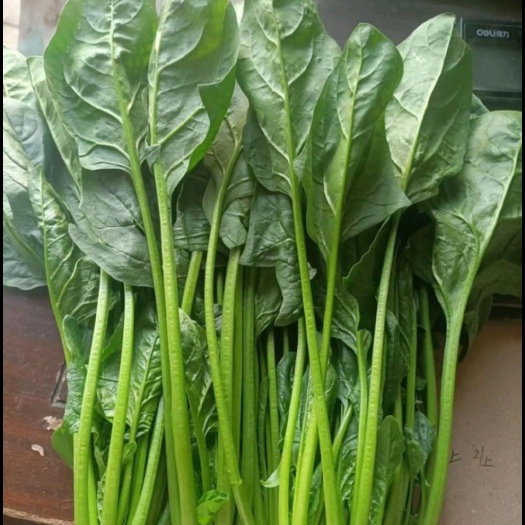 周口自己家种的菠菜没有上任何农药化肥