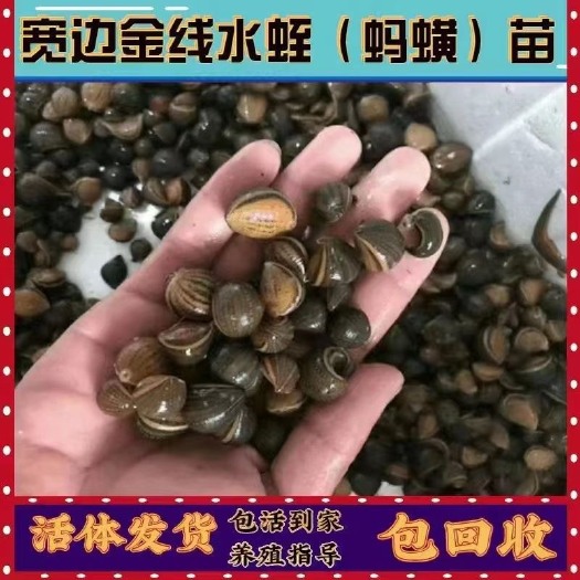 玉林宽体金线蛭 满月苗