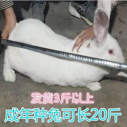 新沂市大型种兔宠物兔新西兰比利时肉兔