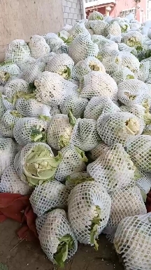 新野县有机花