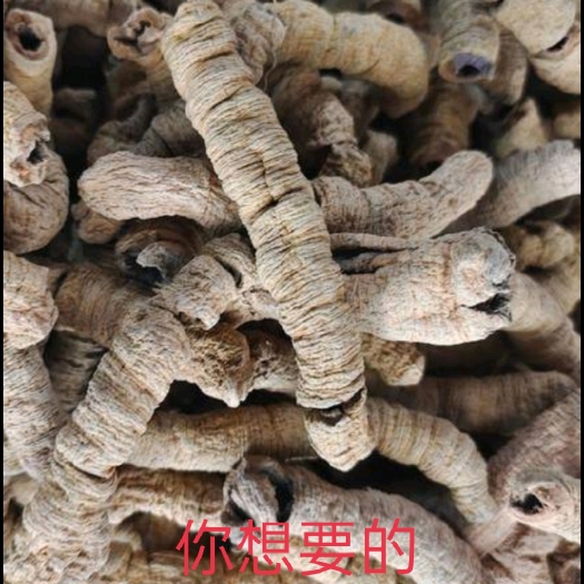 德庆县德庆巴戟天生晒抽芯无硫