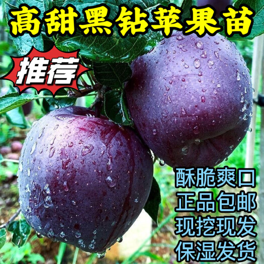 平邑县黑钻苹果苗 根系发达丰产性好新品种 特大脆甜黑色苹果