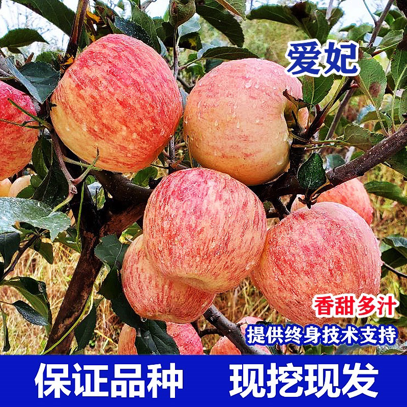 瑞香红苹果苗，爱妃苹果苗，嫁接苗，南北方种植