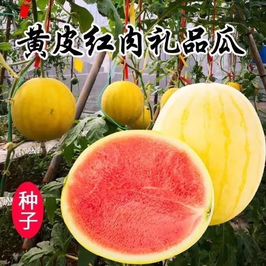 长沙黄皮红壤西瓜种子黄金蜜金麒麟西瓜种子超甜易种礼品西瓜种子大全