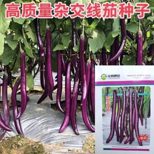 吉美诺紫线茄种子，紫长茄种子，细长端直，皮薄肉细，耐热抗病