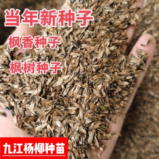 枫香种子 江西枫香种子产地价格 枫香树种子批发 枫树种子